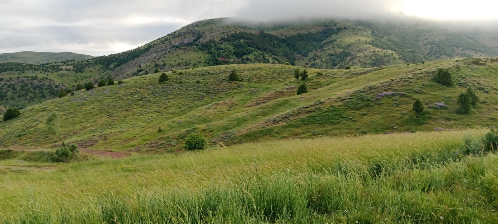 Sivas Kurtlapa Yaylas��ndan Gelen Saf ve Katk�s�z Organik Bal